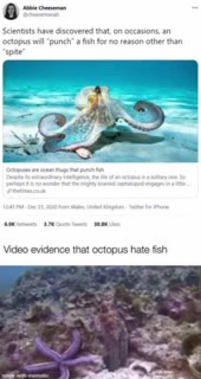 Octopus don’t take shit from no one