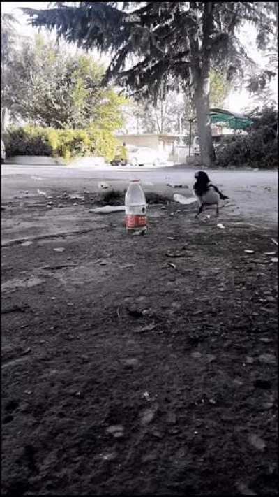 ? Crow using water displacement to get a drink