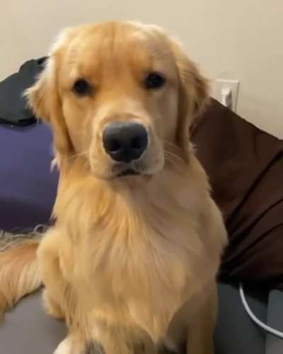 “I is happy boy when mama gibs head scratches ?”