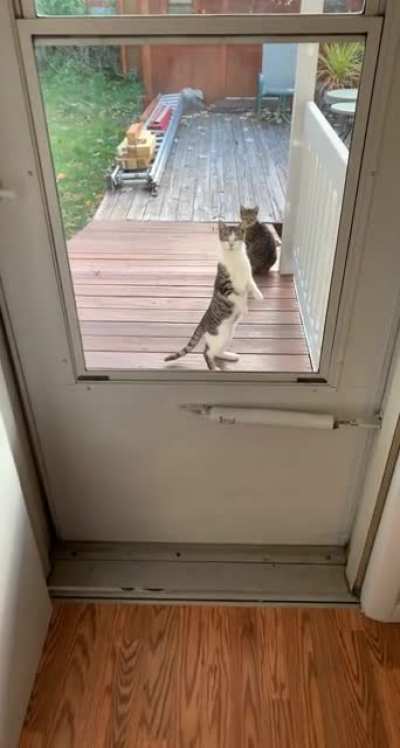 Cat.
