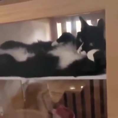 Sexy kitty