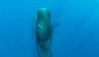 ? Sperm Whales sleeping vertically where they turn off half of their brain.