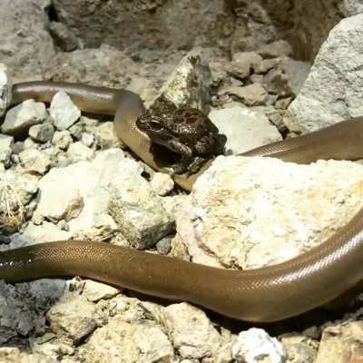A frog riding this snake