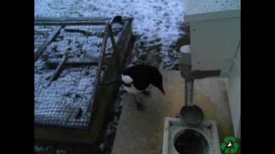 We have developed a bird feeder where birds can exchange litter for food