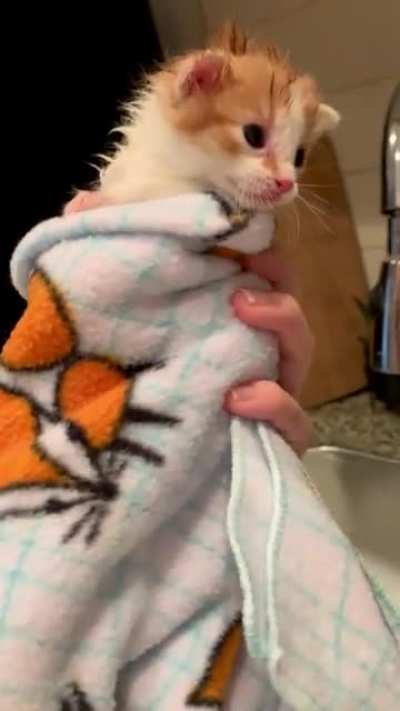 Angry burrito does not approve of baths