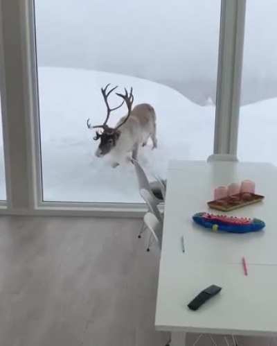 ? Rudolph the Raindeer
