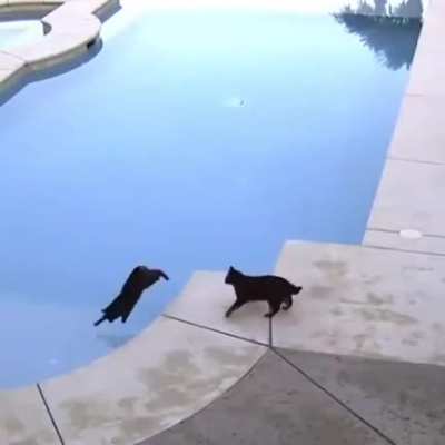 boop