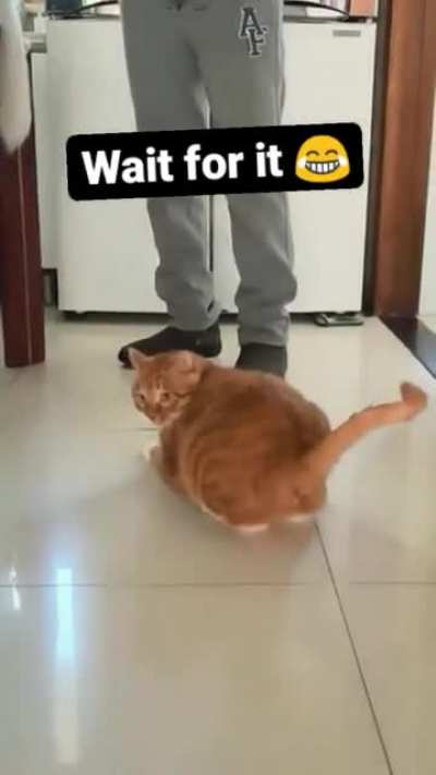 cat does a thing