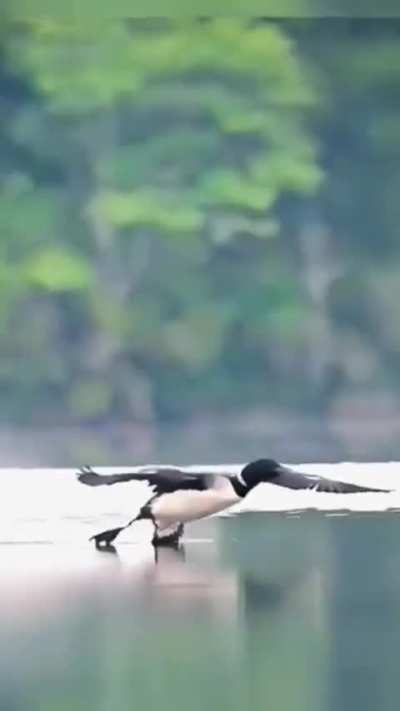 ? Loon coming in for an incredibly smooth landing
