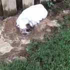 Muddy dog decides to run into the house.
