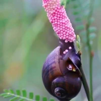 ? Incredible time lapse of a Golden apple snail laying its eggs with baby snails then hatching on their own