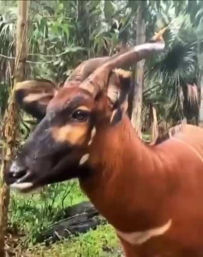 ? The Bongo (The scientific name: Tragelaphus eurycerus)