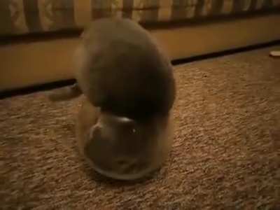 The tail tuck