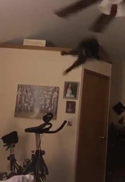 it's okay, he has 8 more lives