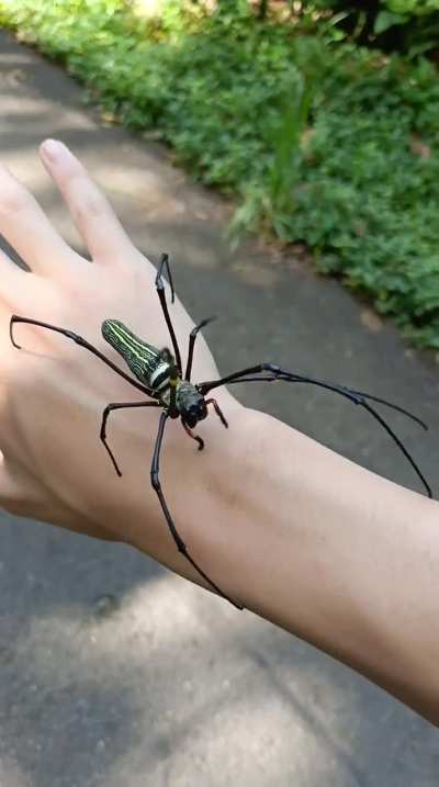 This spider I found