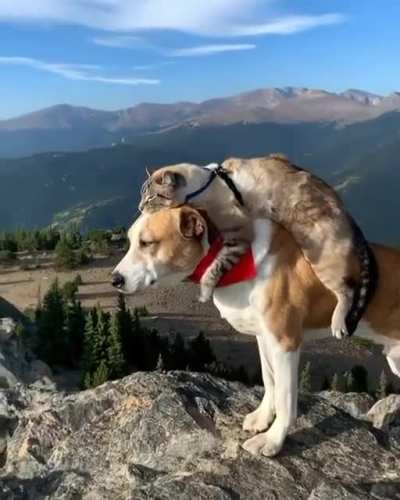 Mountain Climbing Buddies ?❤️?
