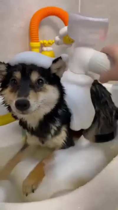 cute dog