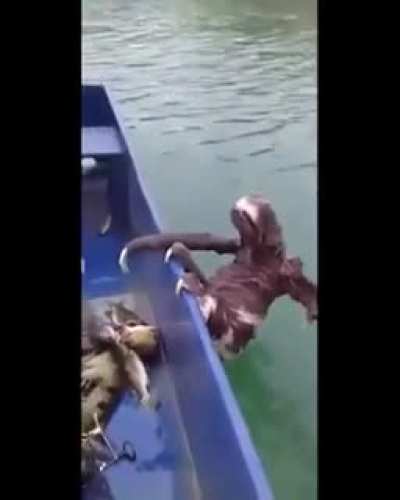 “A sloth took the boat ride of its life”