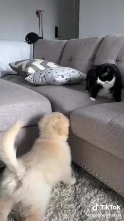White fluffball of death