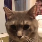 The smollest of meows