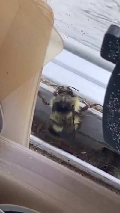 ima bee