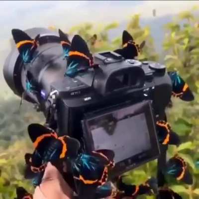 ? Photographing in the forest