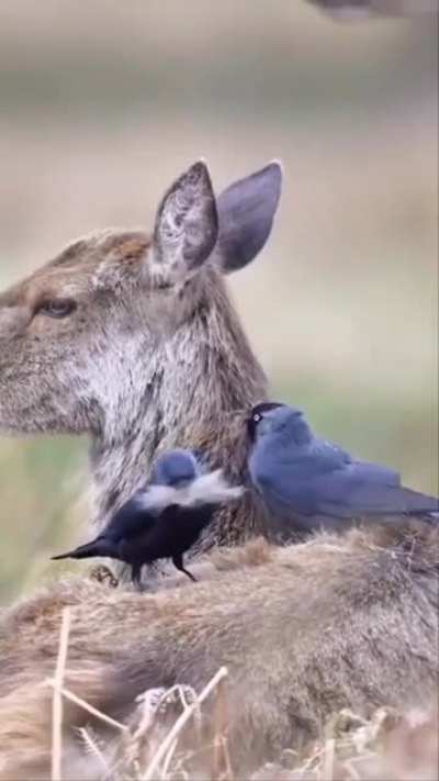 ? Birds get insulative fiber for new nests in spring and Deer gets grooming that helps shed its winter coat, win-win
