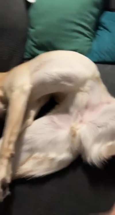Pets please !
