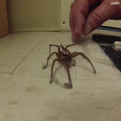? Here is a man cleaning a spider's feet