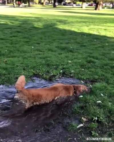 Wanted a dog, ended up with a doggodile?
