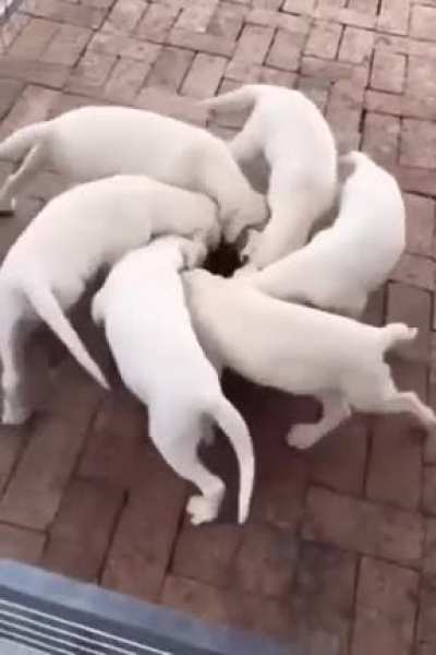 Doggo Tornado