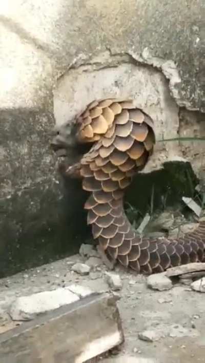 ? A pangolin with its majestic scales.