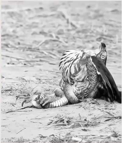 Turning the Tables: When the Prey Becomes the Predator