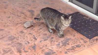 Tortoise got into the catnip and thinks he's a ninja.