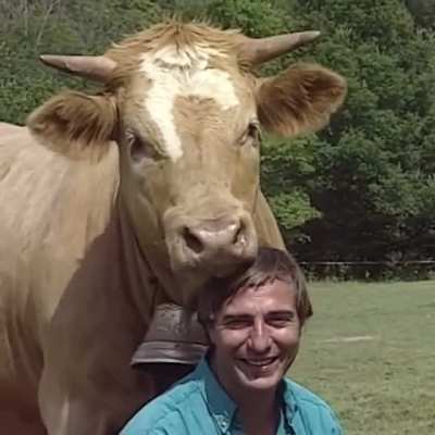 cow