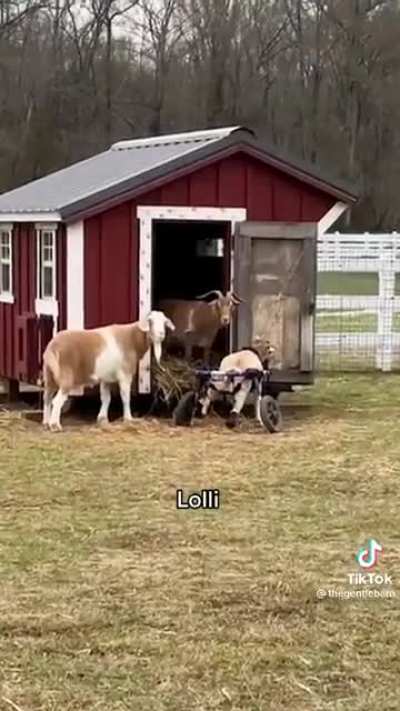 Animals reacting to their names