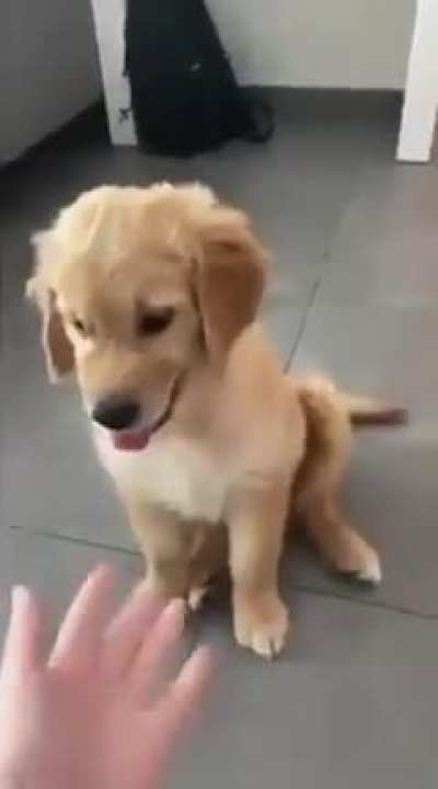 Cute doggo