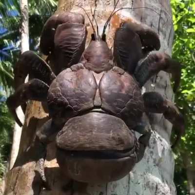 ? Close-up video of a Coconut Crab (Birgus latro) climbing a tree. Coconut Crabs are the largest land-based arthropod in the world.
