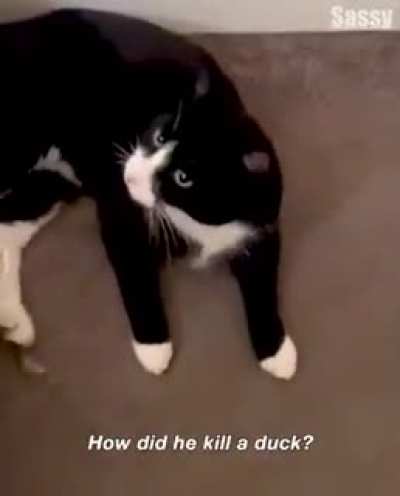 Cat gift