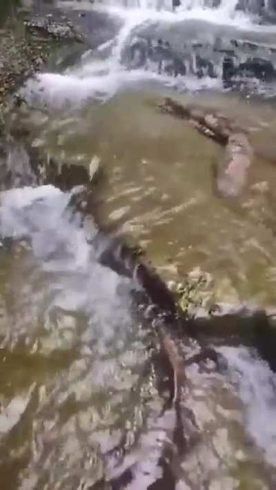 ? A pair of giant salamanders