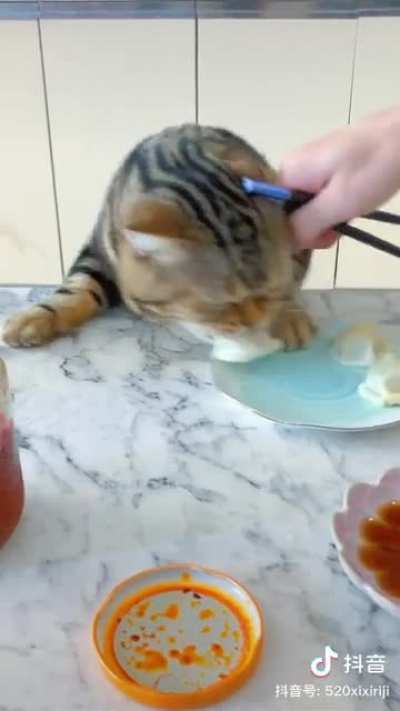 When you have a cat who loves to steal food