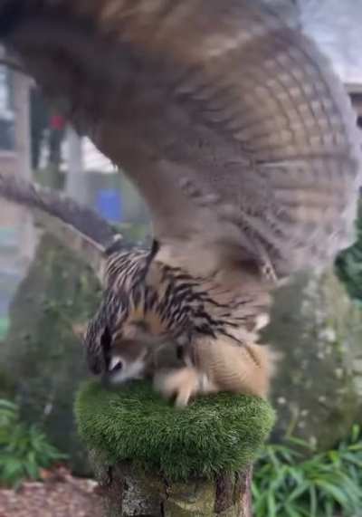 ? Owl does a happy dance when landing