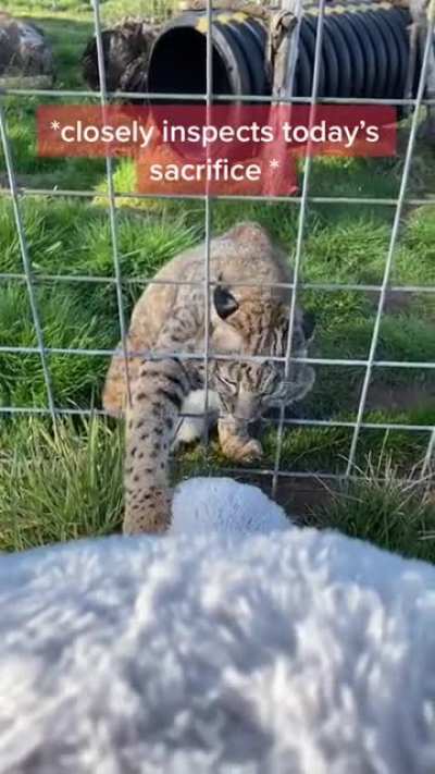 Big cats new friend
