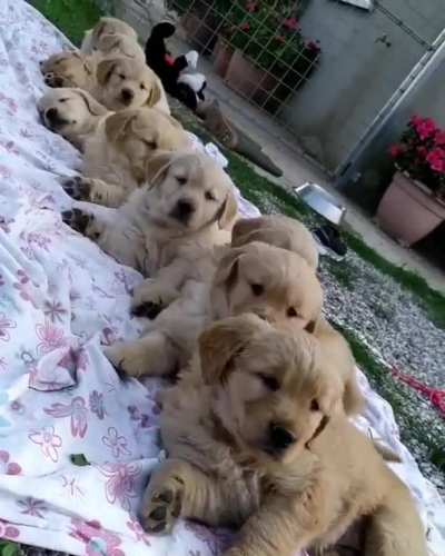 That one pup that didn't bother ?
