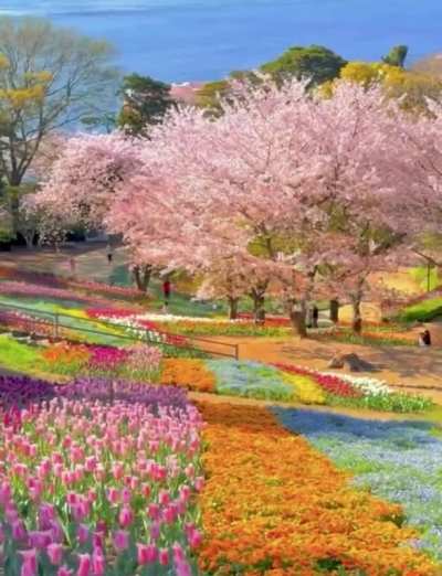 ? Tulip Garden at Hinoyama Koen Park in Shimonoseki city, Japan.