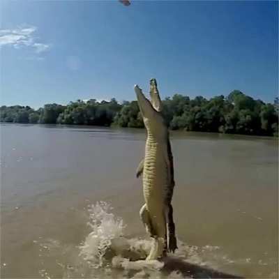 ? Gator leaps out of the water for some fresh meat