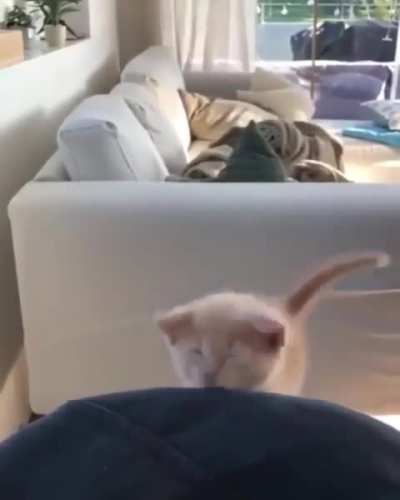 Hold my catnip while I nail this jump