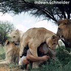 Man sees his lion pride again after 2,5 weeks