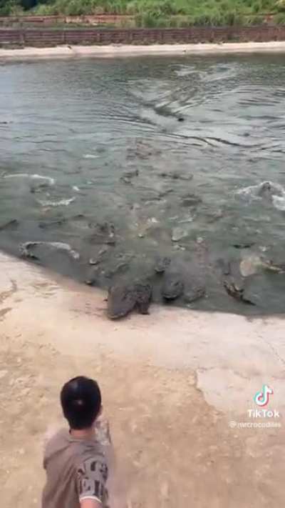 Gator gets bonked