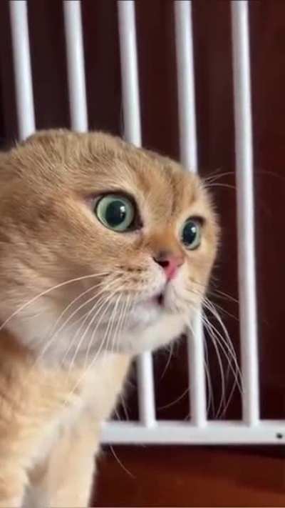 what the cat is saying ???